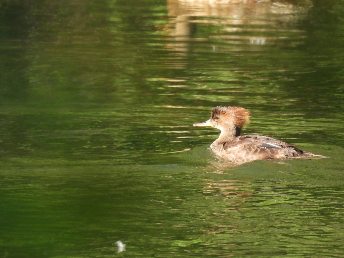 Hooded Merganser - ML620606665