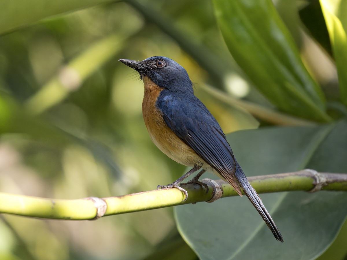 Mangrove Blue Flycatcher (Philippine) - ML620606666