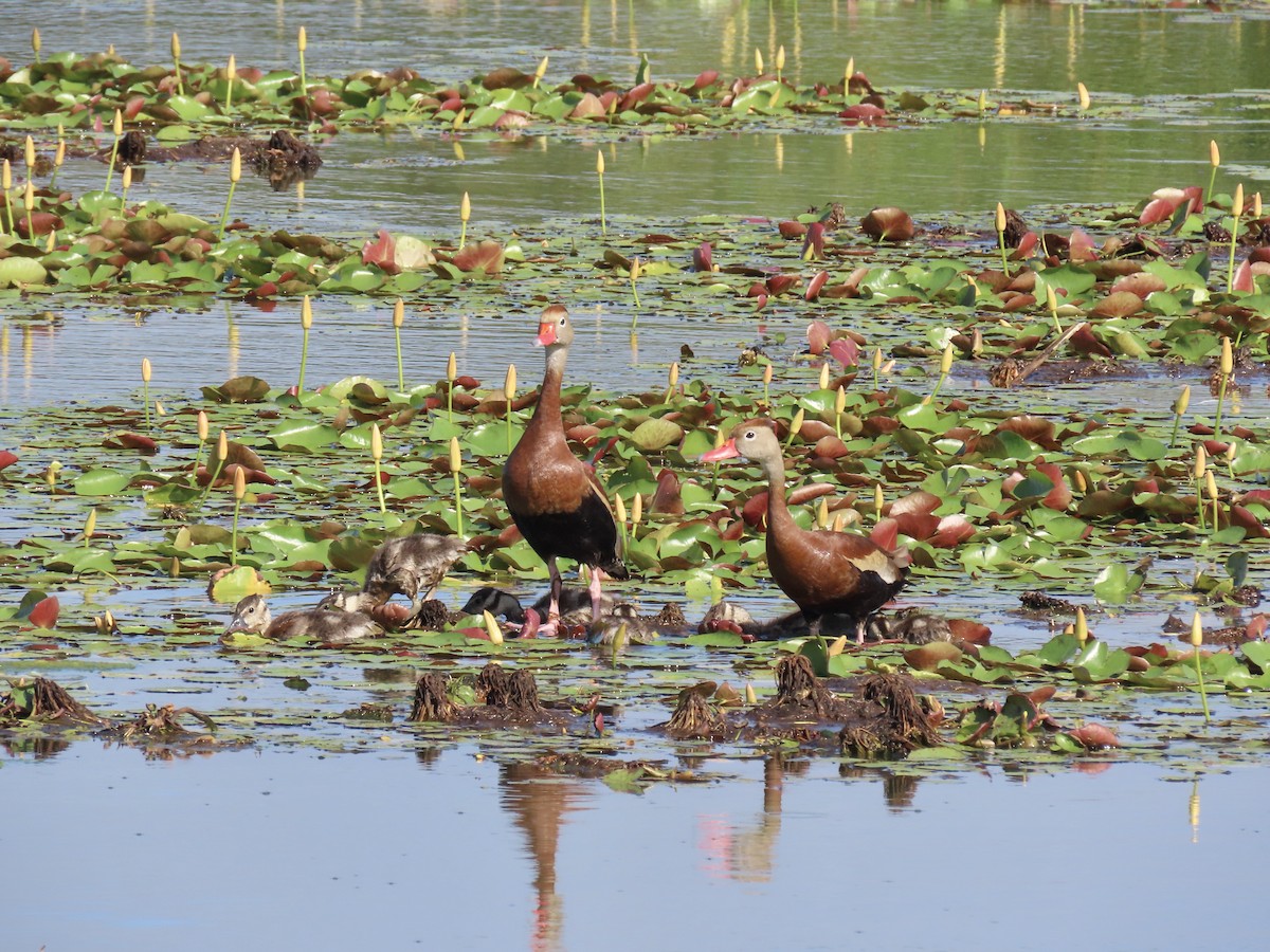 Black-bellied Whistling-Duck - ML620606668