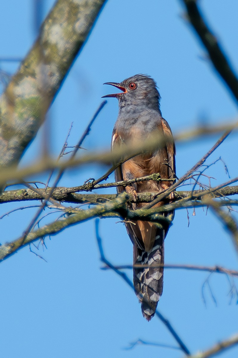 Plaintive Cuckoo - ML620606671