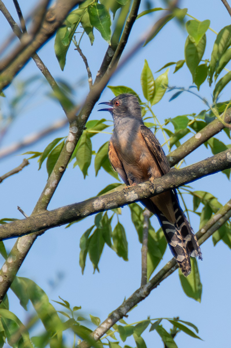 Plaintive Cuckoo - ML620606672