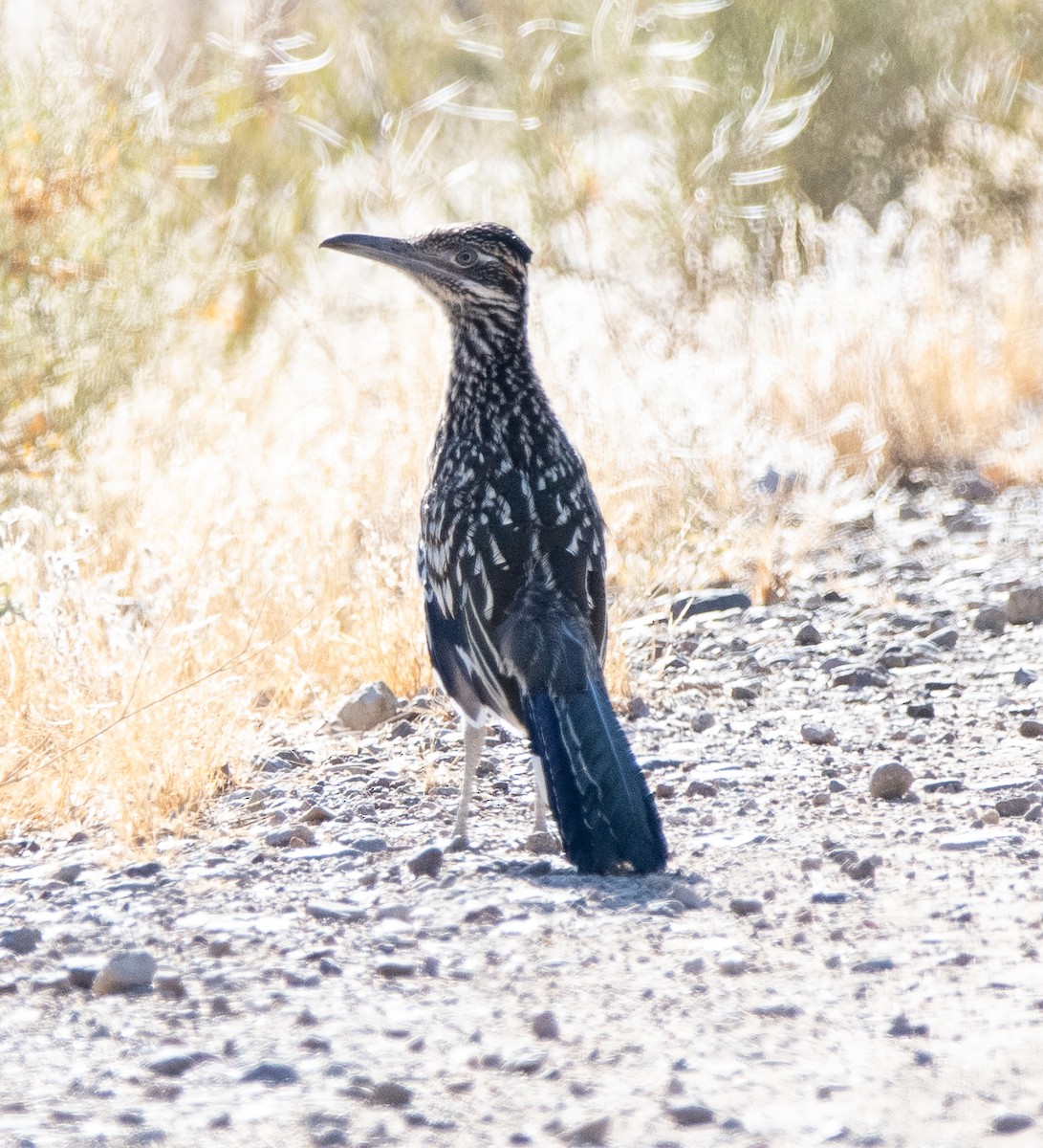 Greater Roadrunner - ML620606675