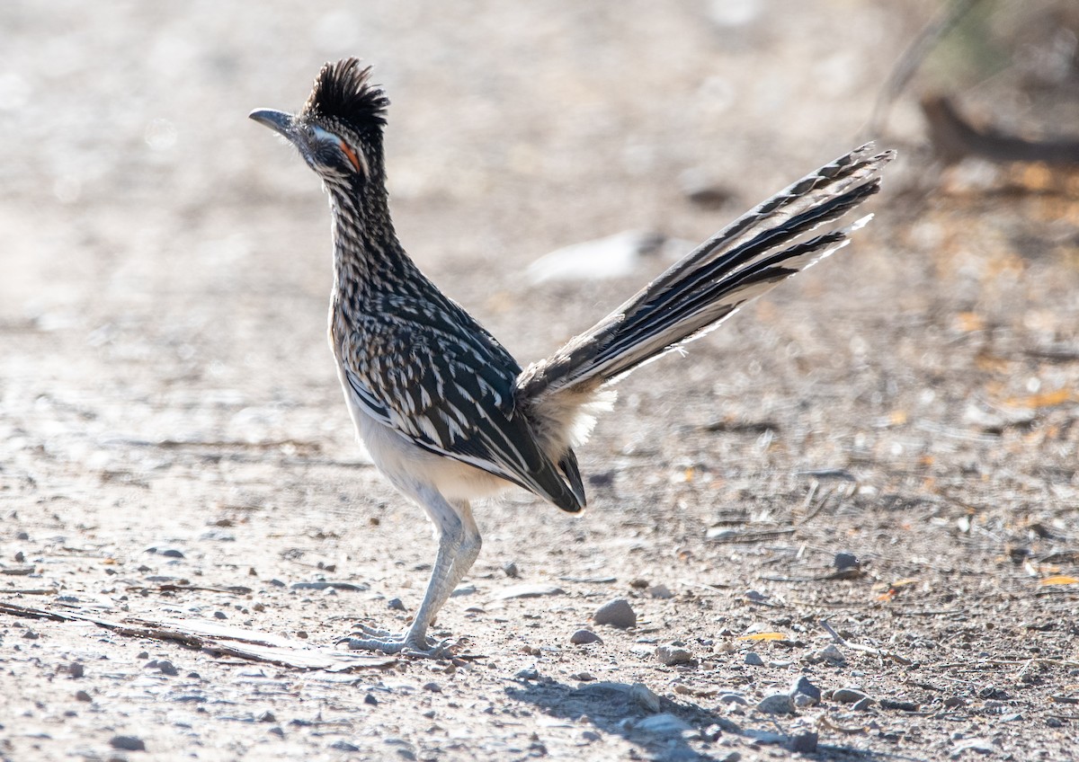 Greater Roadrunner - ML620606676