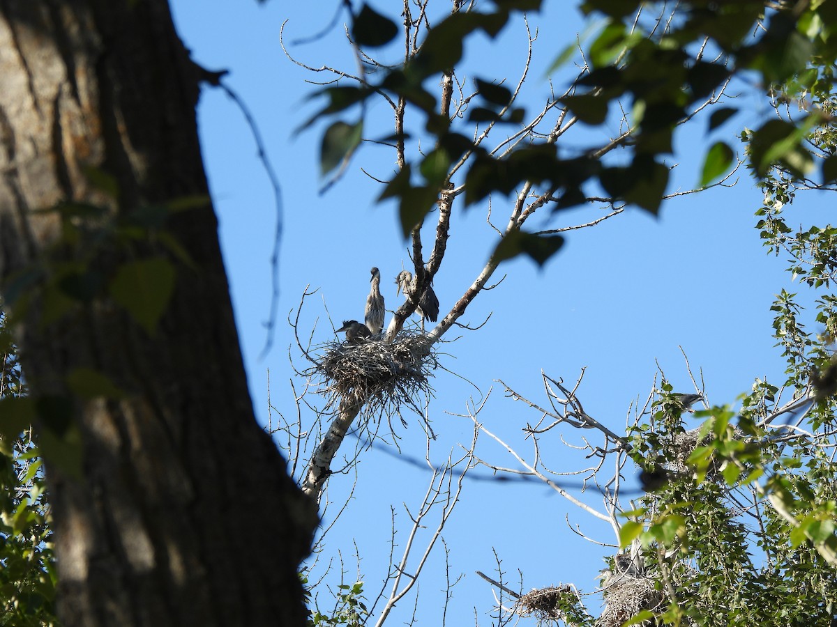 Great Blue Heron - ML620606677