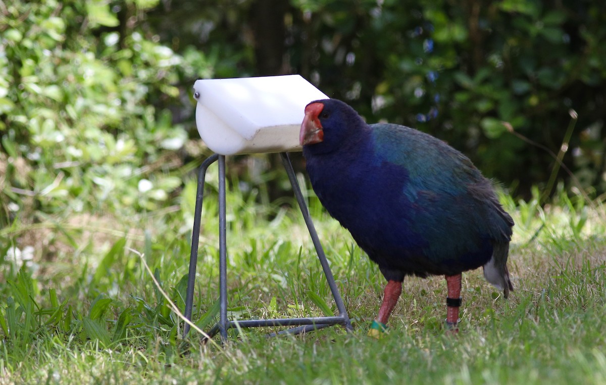 South Island Takahe - ML620606679