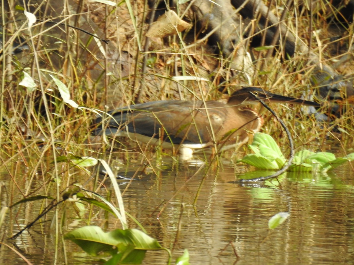 Agami Heron - ML620606680