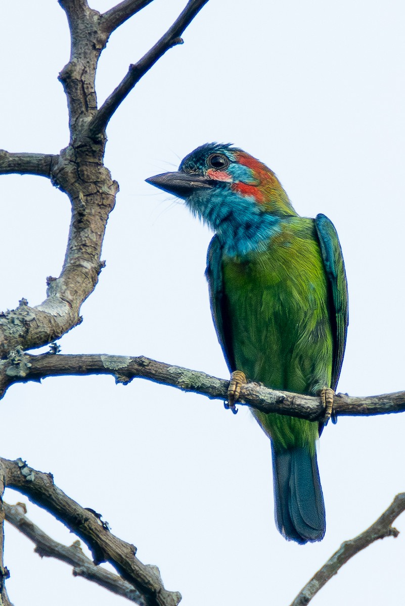 Blue-eared Barbet - ML620606684