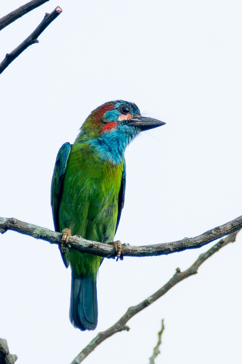 Blue-eared Barbet - ML620606685