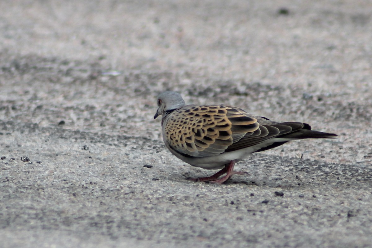 European Turtle-Dove - ML620606686