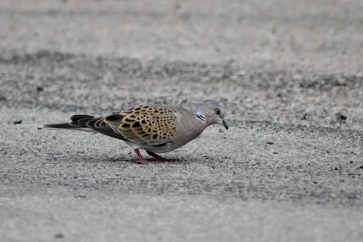 European Turtle-Dove - ML620606688