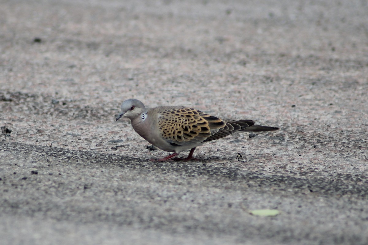 European Turtle-Dove - ML620606689