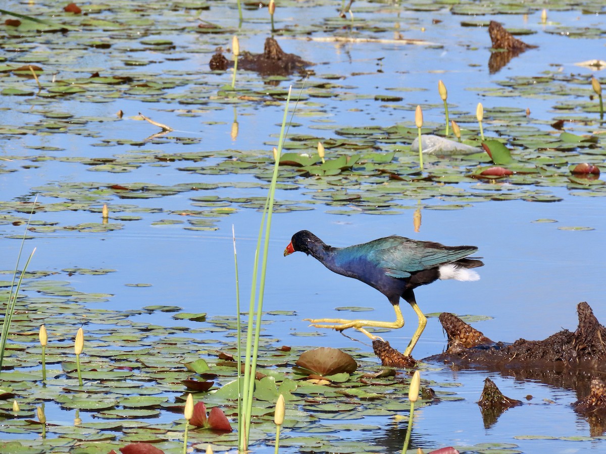 Purple Gallinule - ML620606692