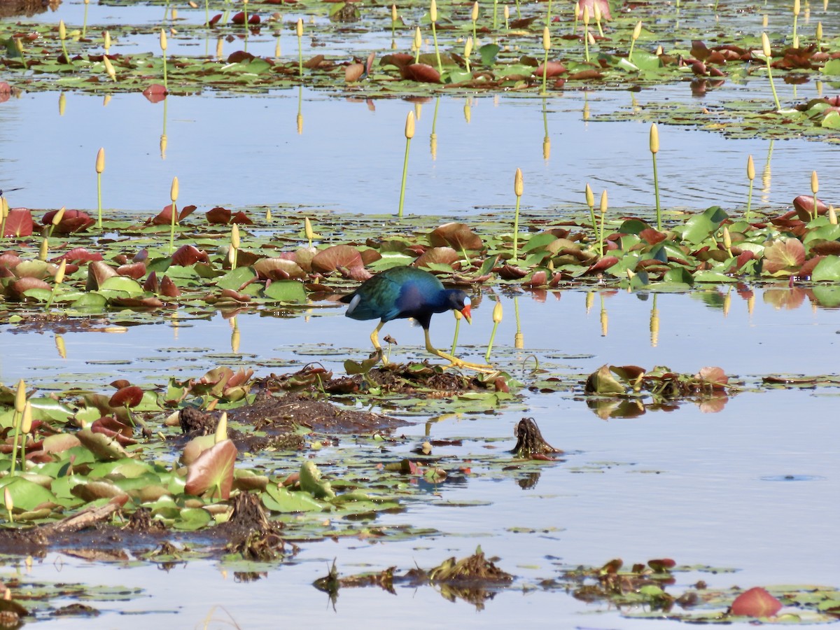 Purple Gallinule - ML620606693