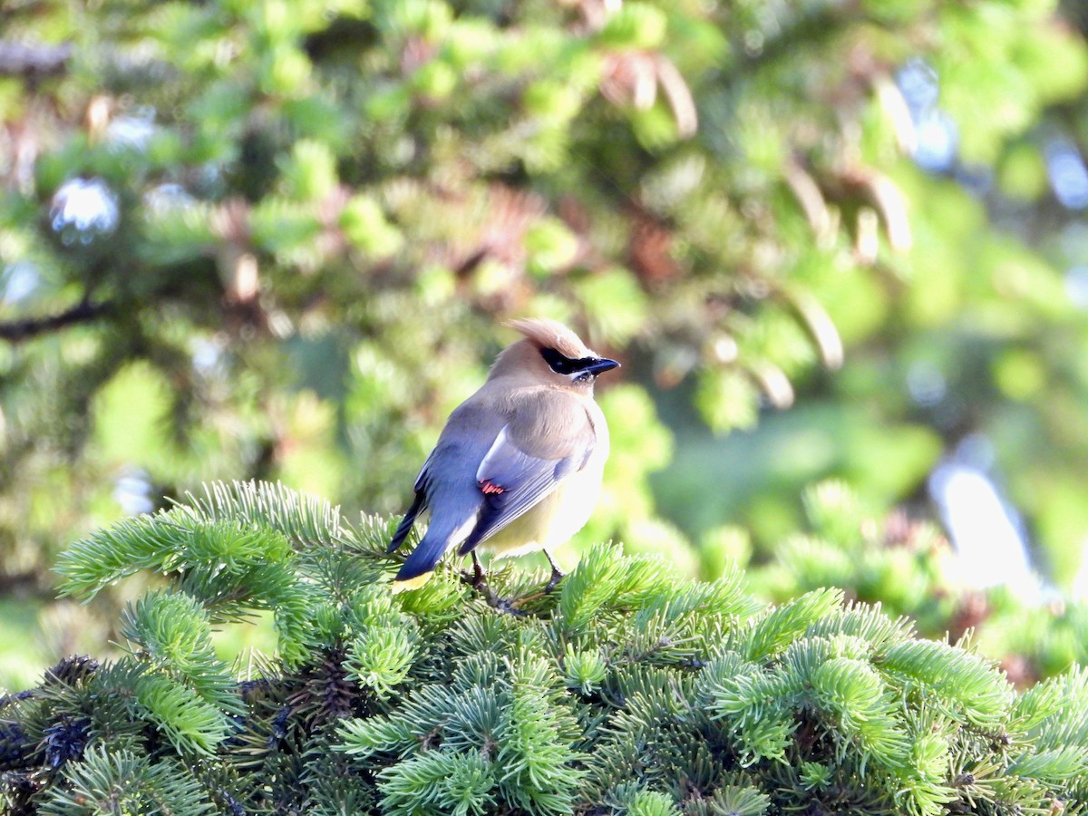 Cedar Waxwing - ML620606696