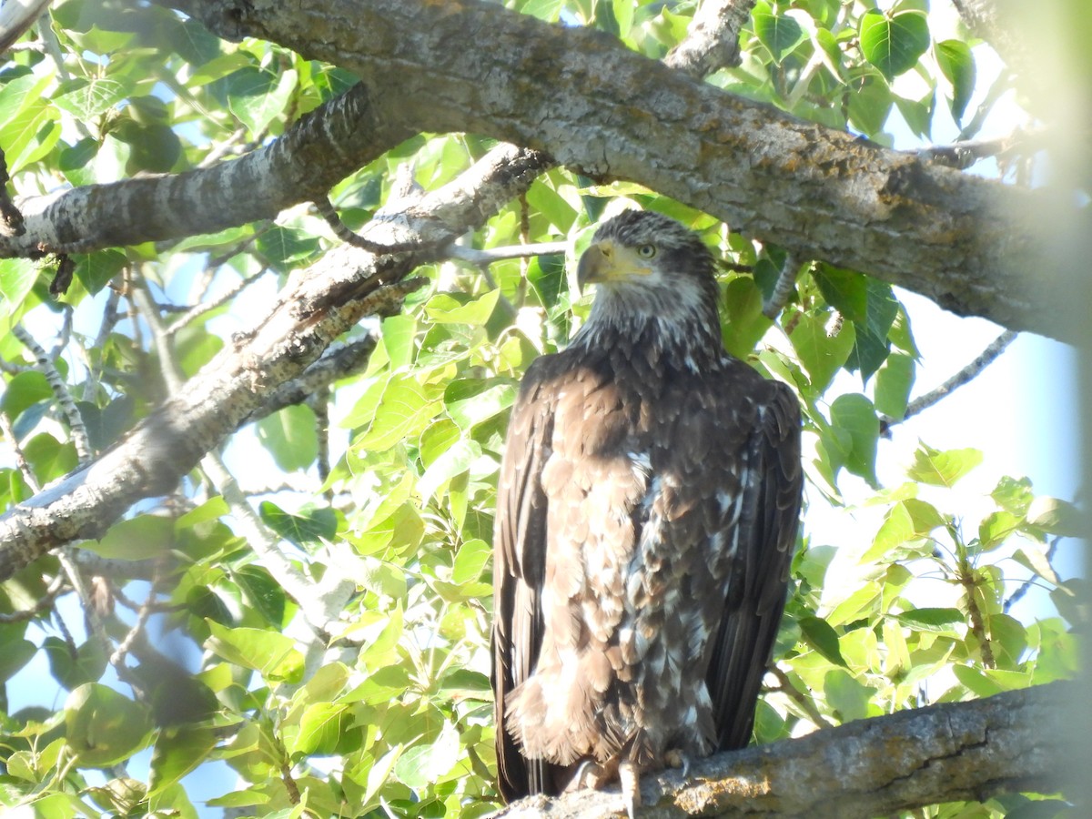 Bald Eagle - ML620606697