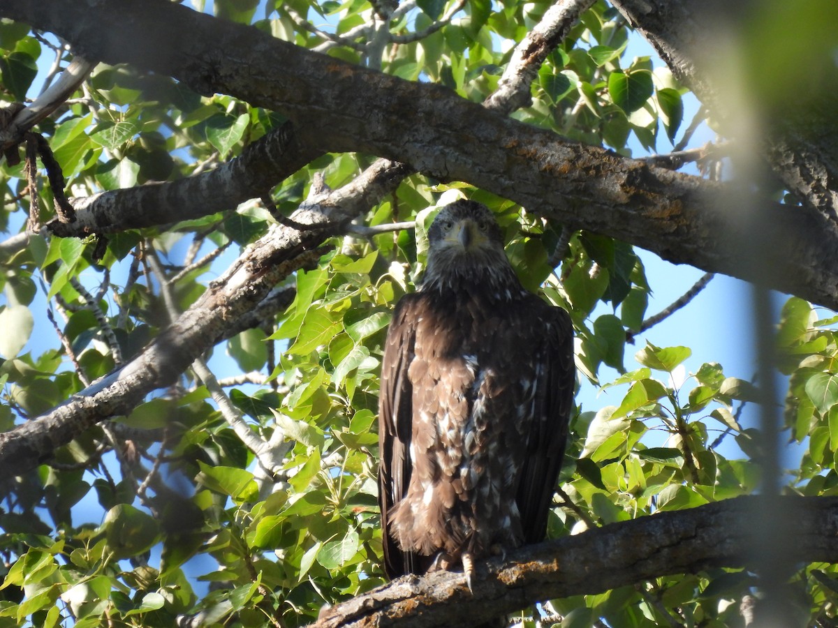 Bald Eagle - ML620606698