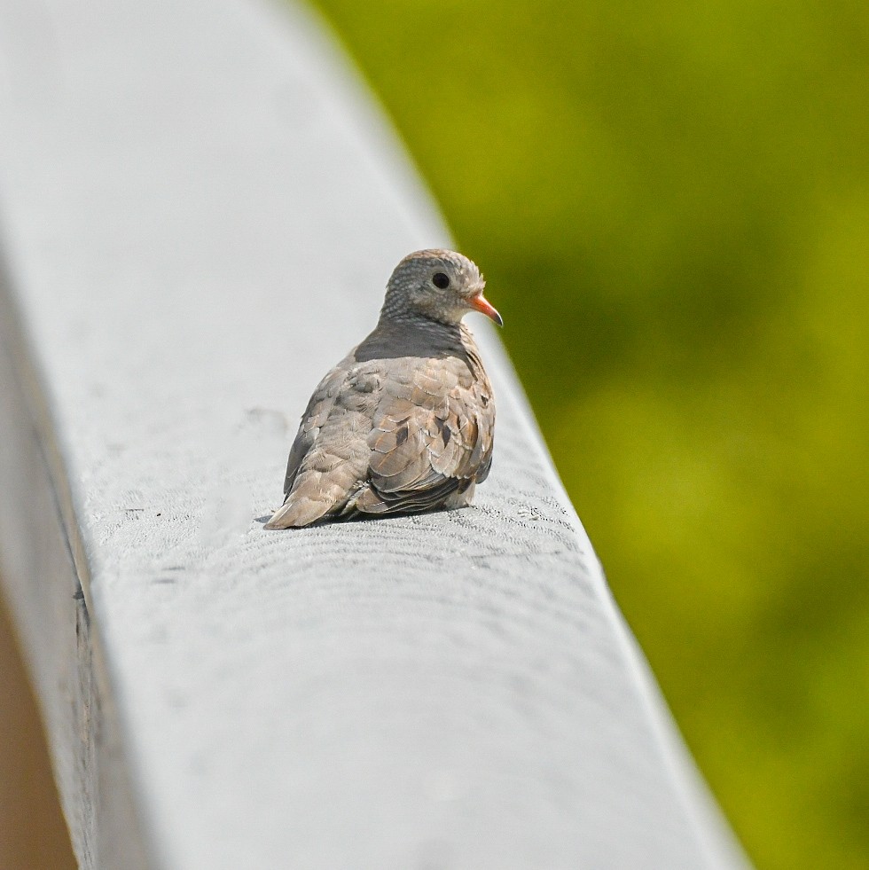 Common Ground Dove - ML620606701