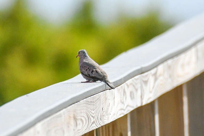 Common Ground Dove - ML620606702