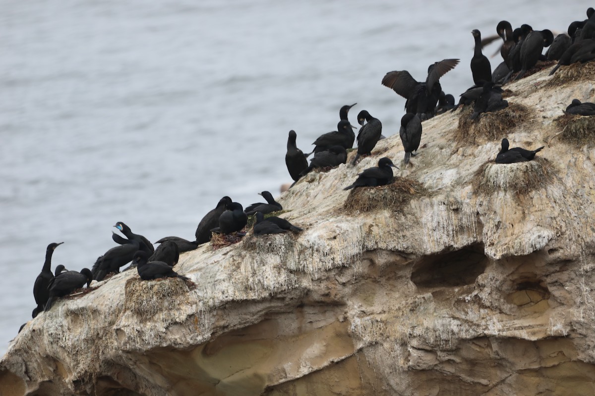 Brandt's Cormorant - ML620606703