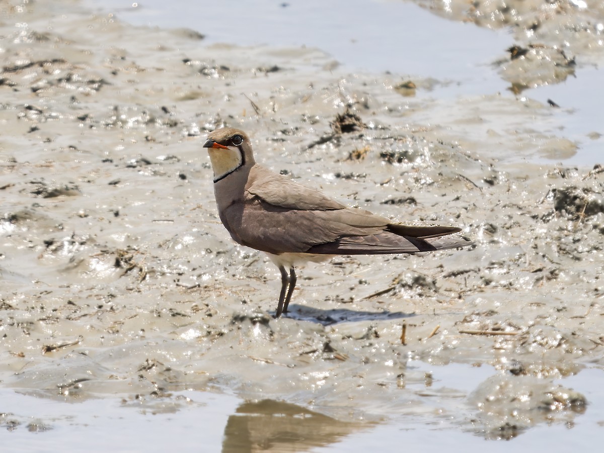 Oriental Pratincole - ML620606709