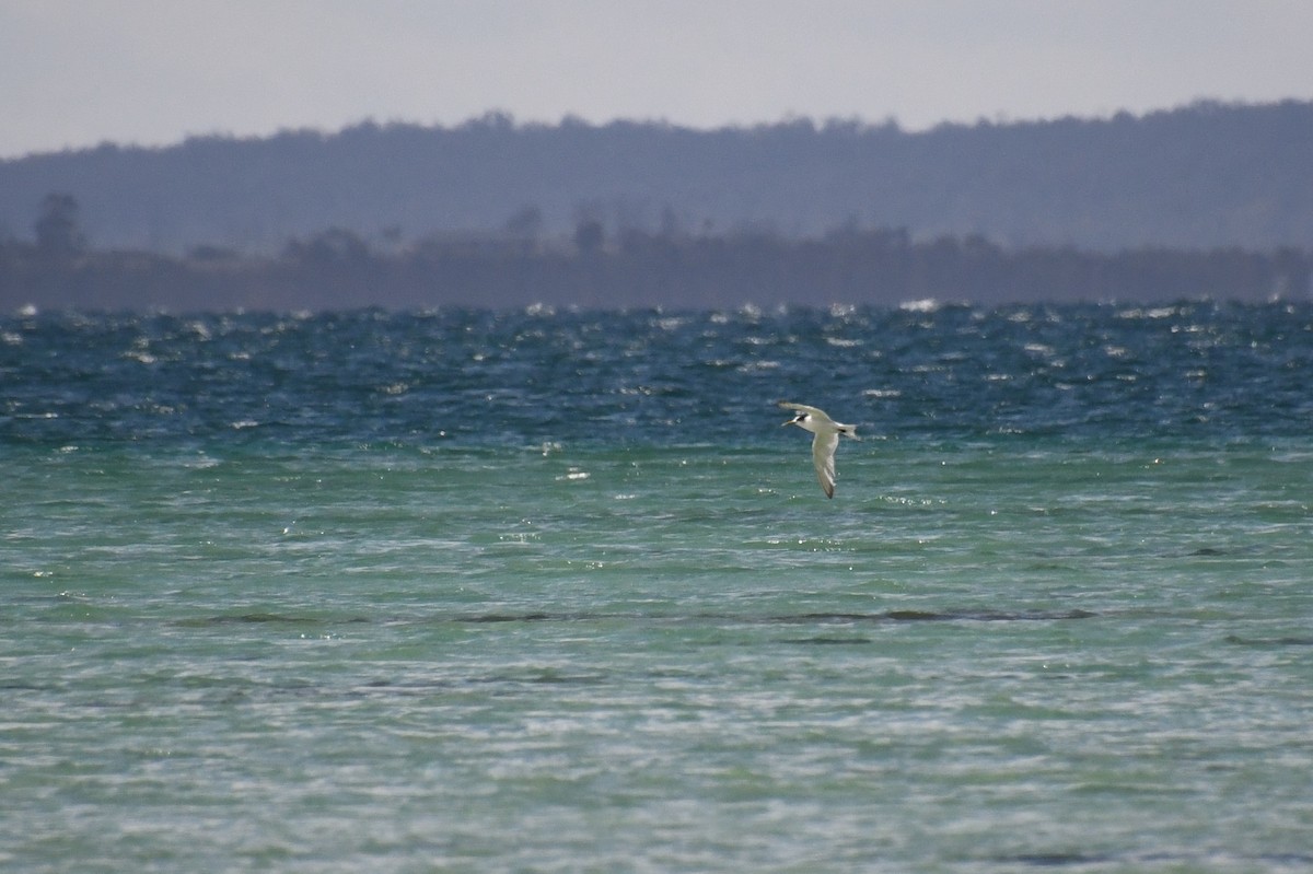 Great Crested Tern - ML620606710