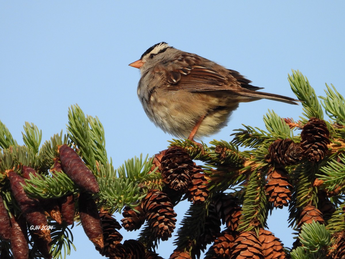 White-crowned Sparrow - ML620606711