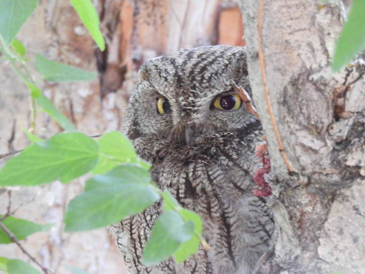 Western Screech-Owl - ML620606713