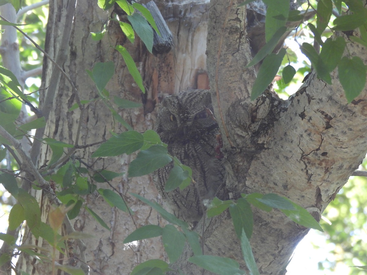 Western Screech-Owl - ML620606714