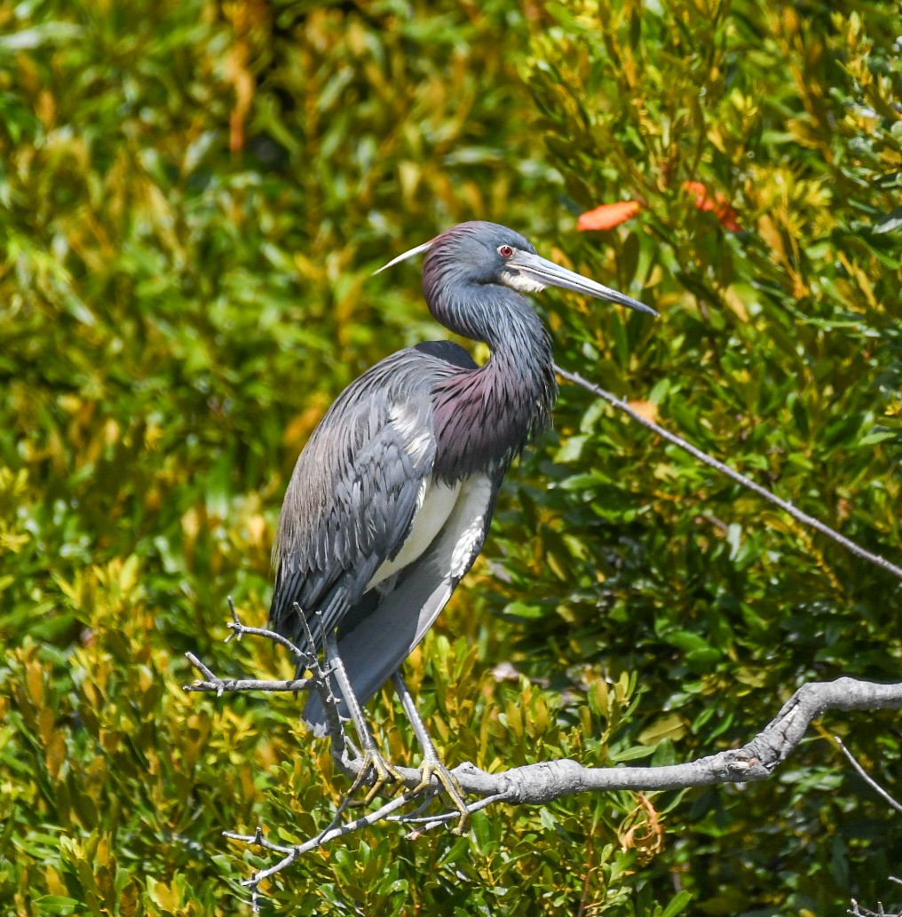 Tricolored Heron - ML620606715