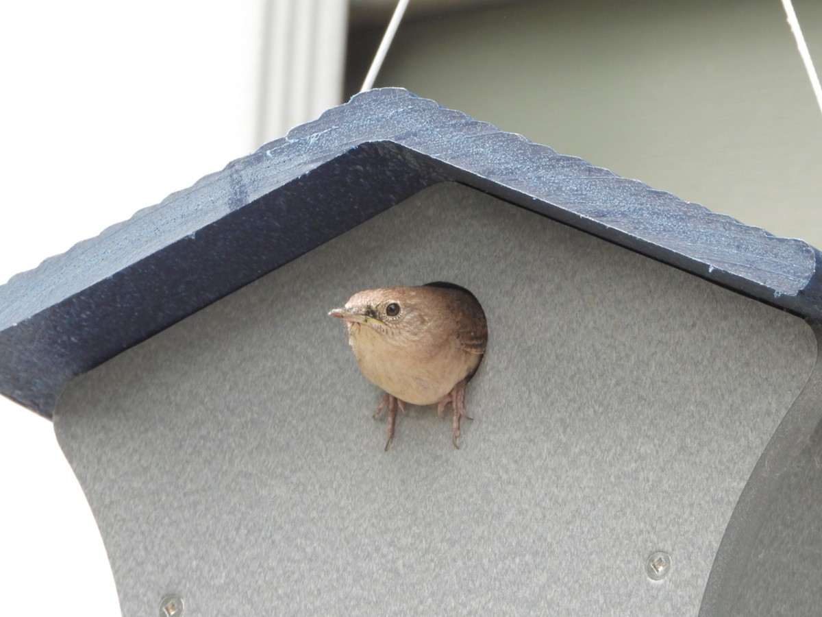 House Wren - ML620606716