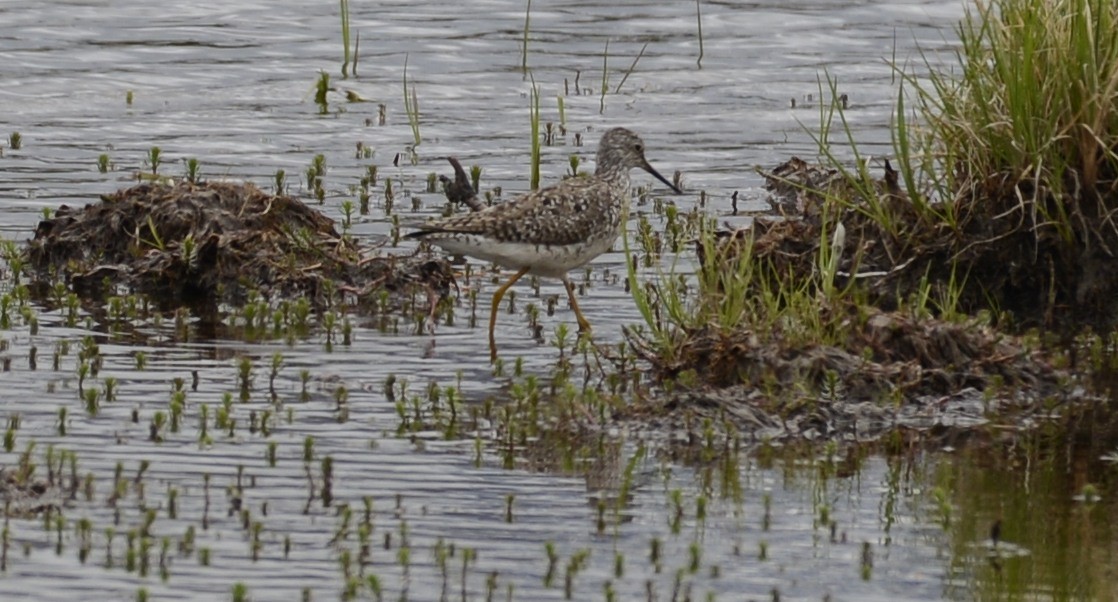 Lesser Yellowlegs - ML620606718