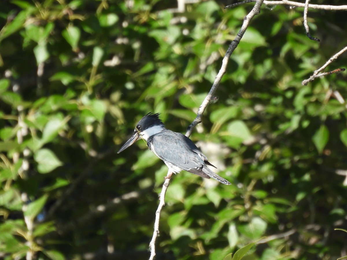 Belted Kingfisher - ML620606722