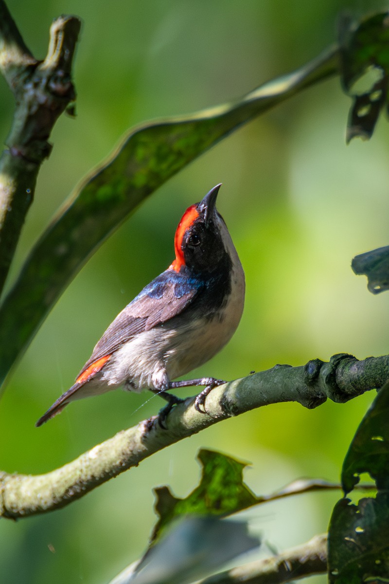 Scarlet-backed Flowerpecker - ML620606725