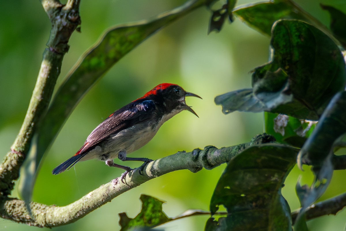 Scarlet-backed Flowerpecker - ML620606726