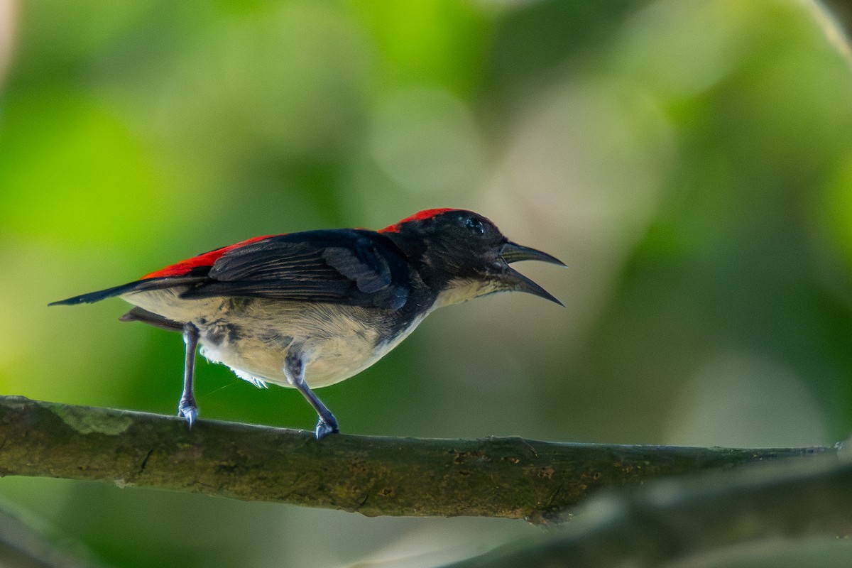 Scarlet-backed Flowerpecker - ML620606727