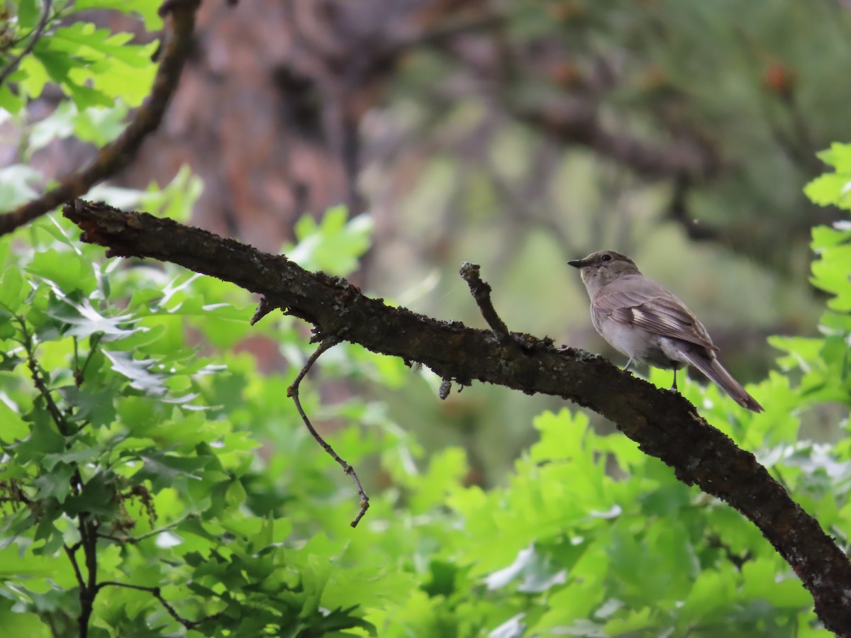 Townsend's Solitaire - ML620606728