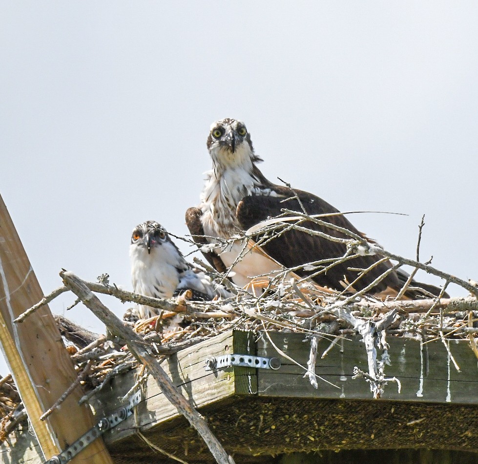 Osprey - ML620606731