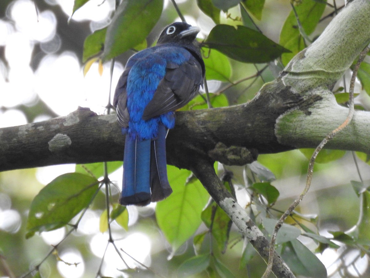 trogon zelenohřbetý - ML620606734