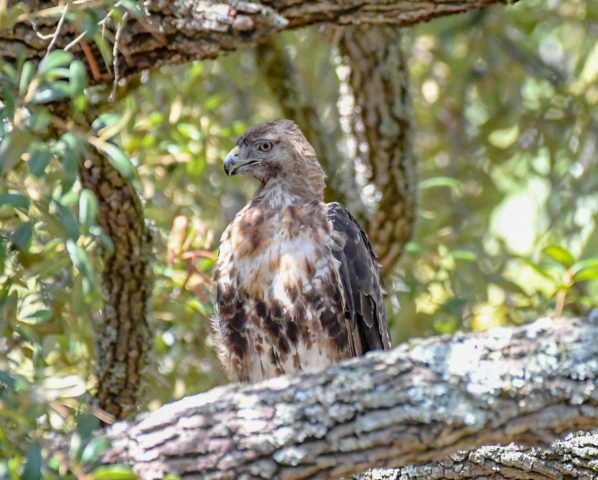 Rotschwanzbussard - ML620606735