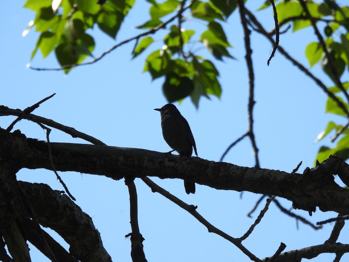 Gray Catbird - ML620606737