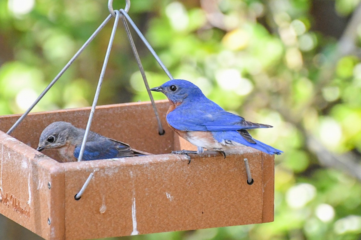 Eastern Bluebird - ML620606739