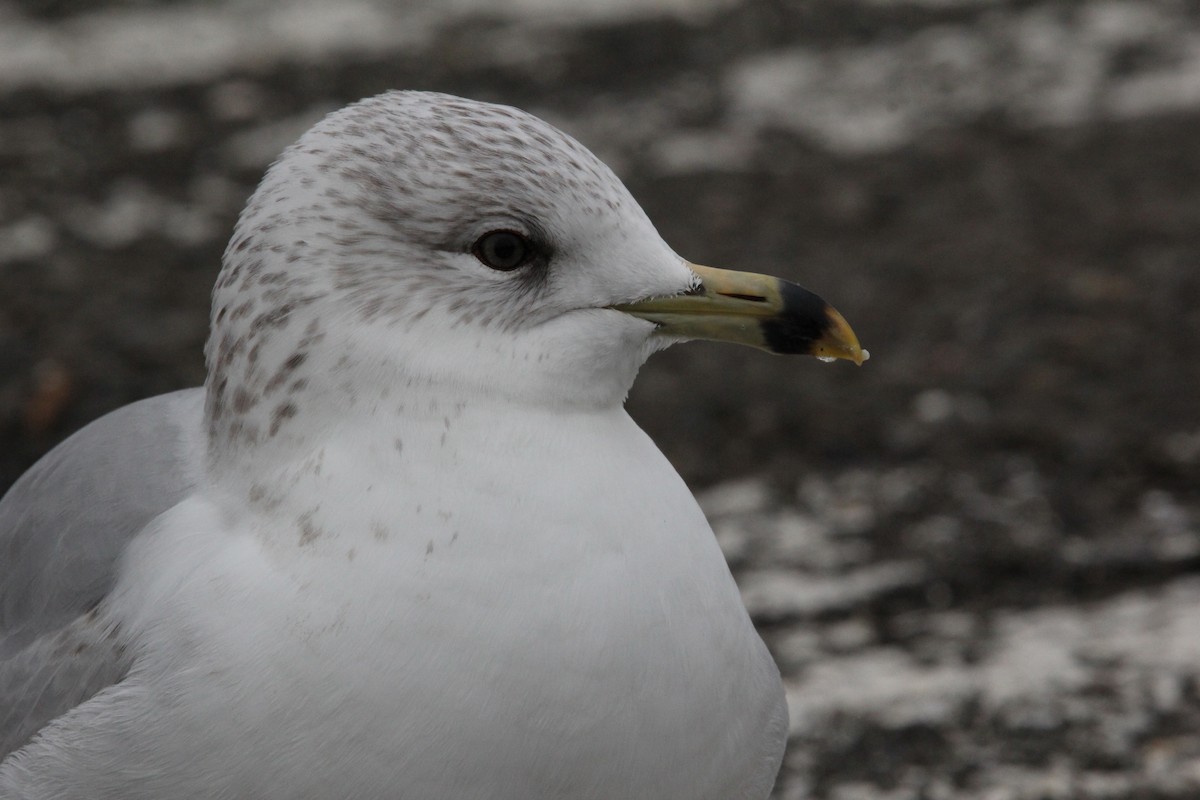 Ring-billed Gull - ML620606740