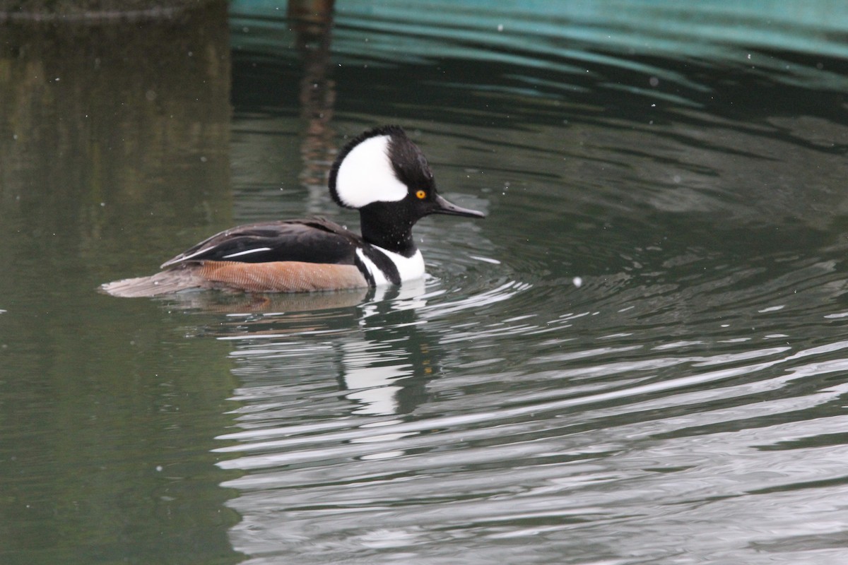 Hooded Merganser - ML620606741