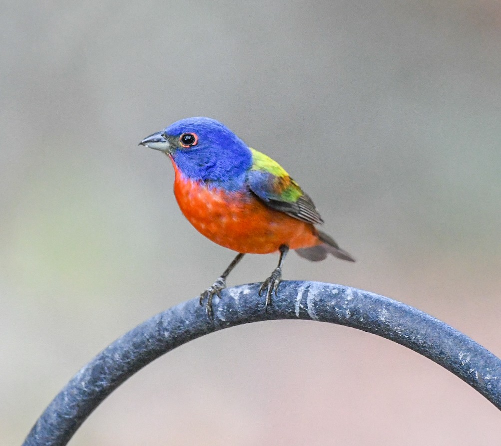 Painted Bunting - ML620606742