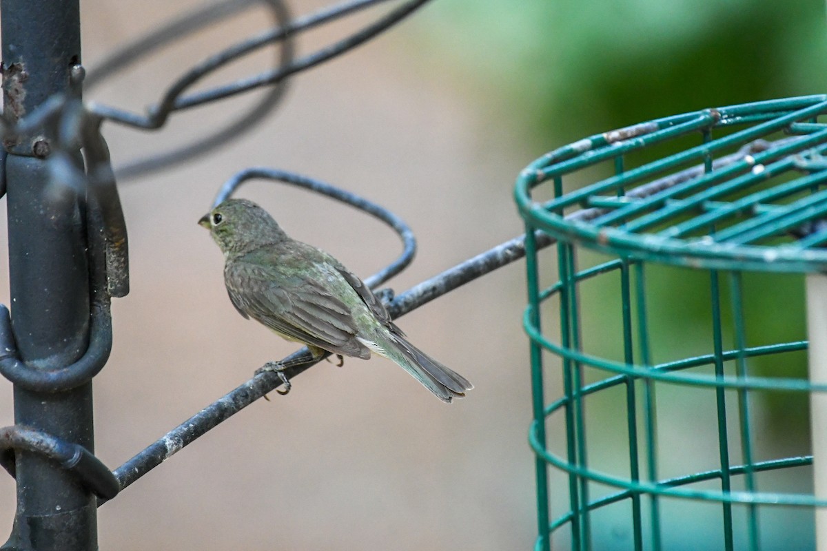 Painted Bunting - ML620606743