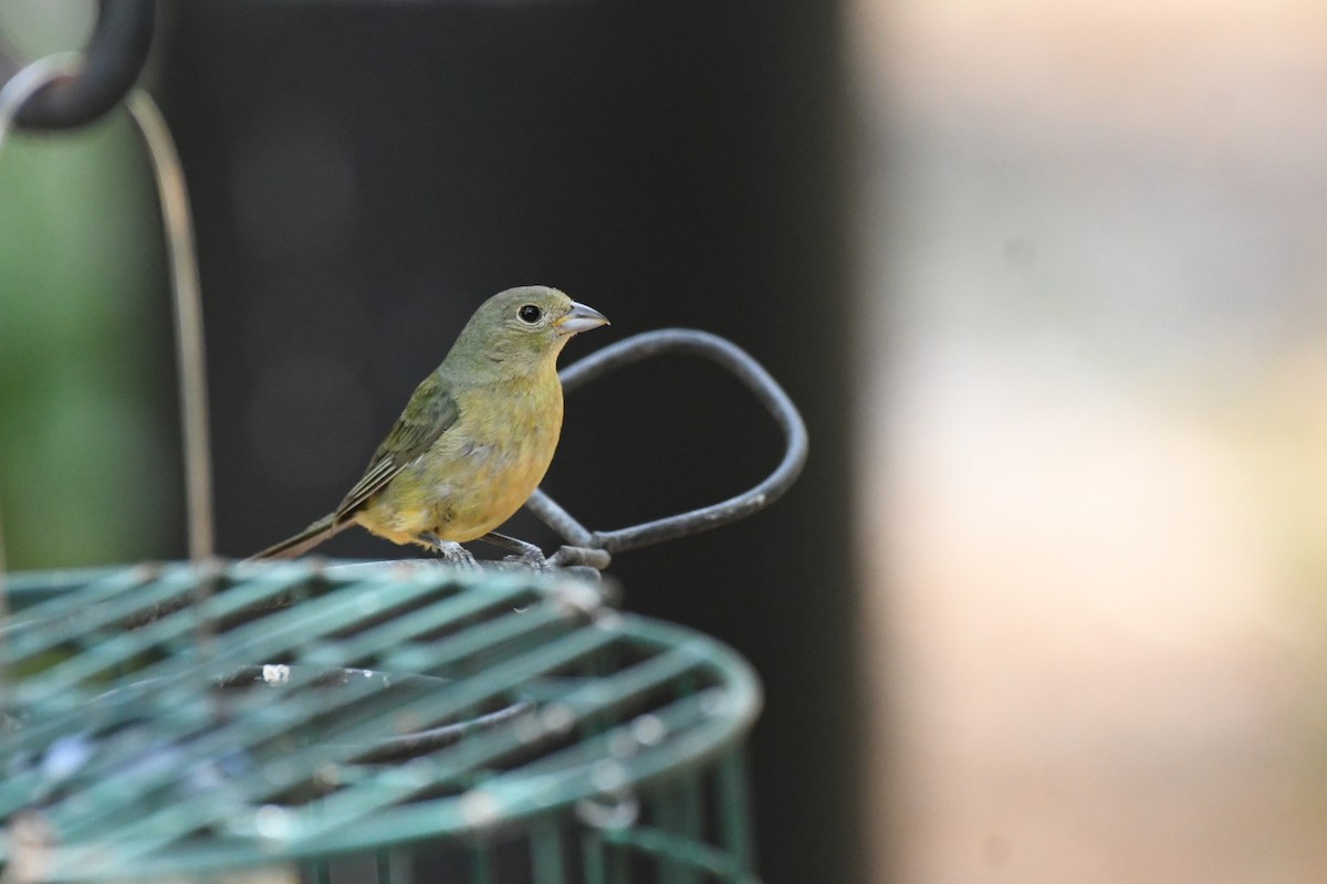 Painted Bunting - ML620606744