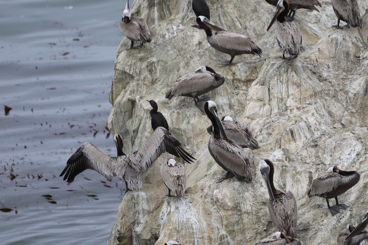 Brown Pelican - ML620606752