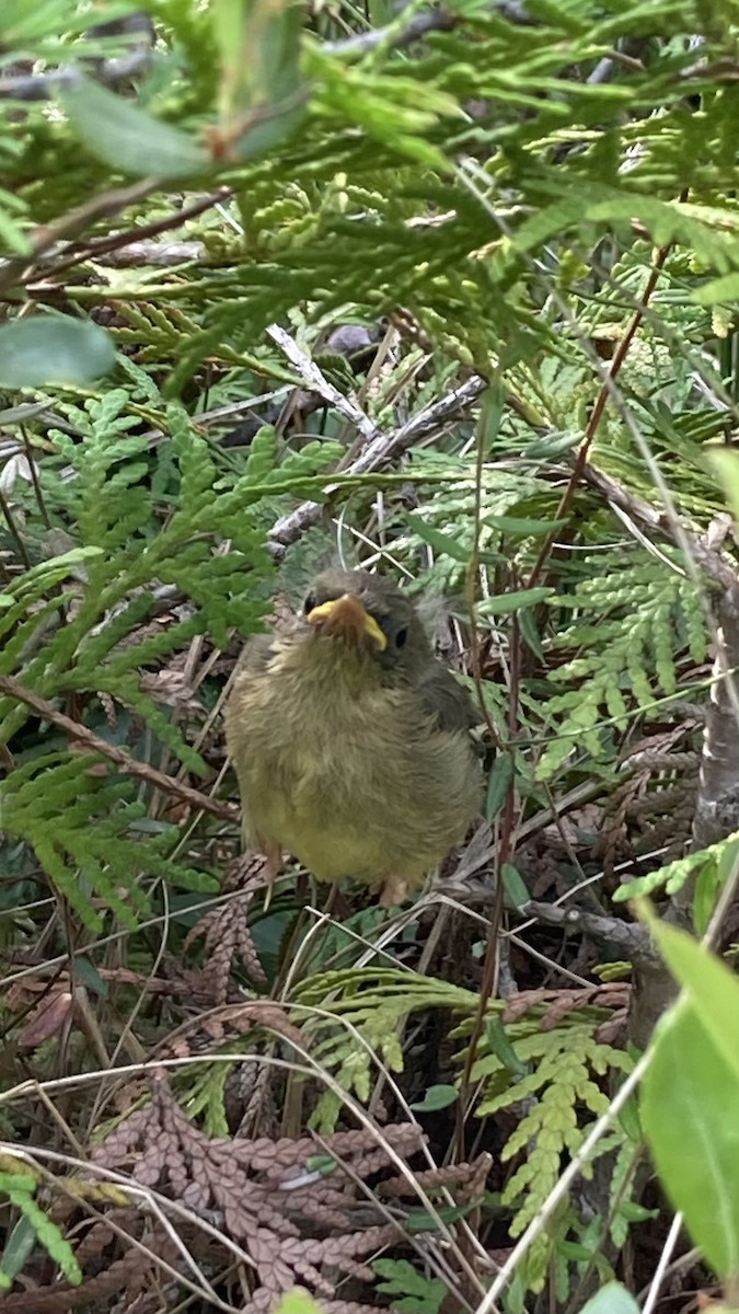 Common Yellowthroat - ML620606753