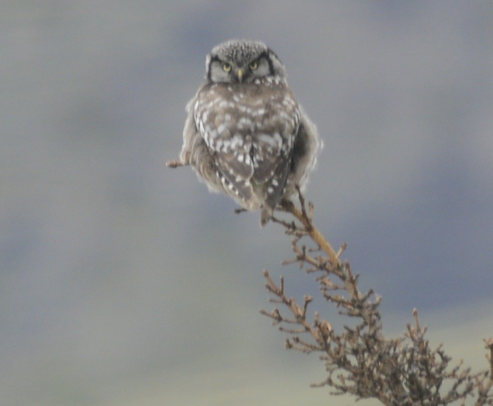 Northern Hawk Owl (American) - ML620606754