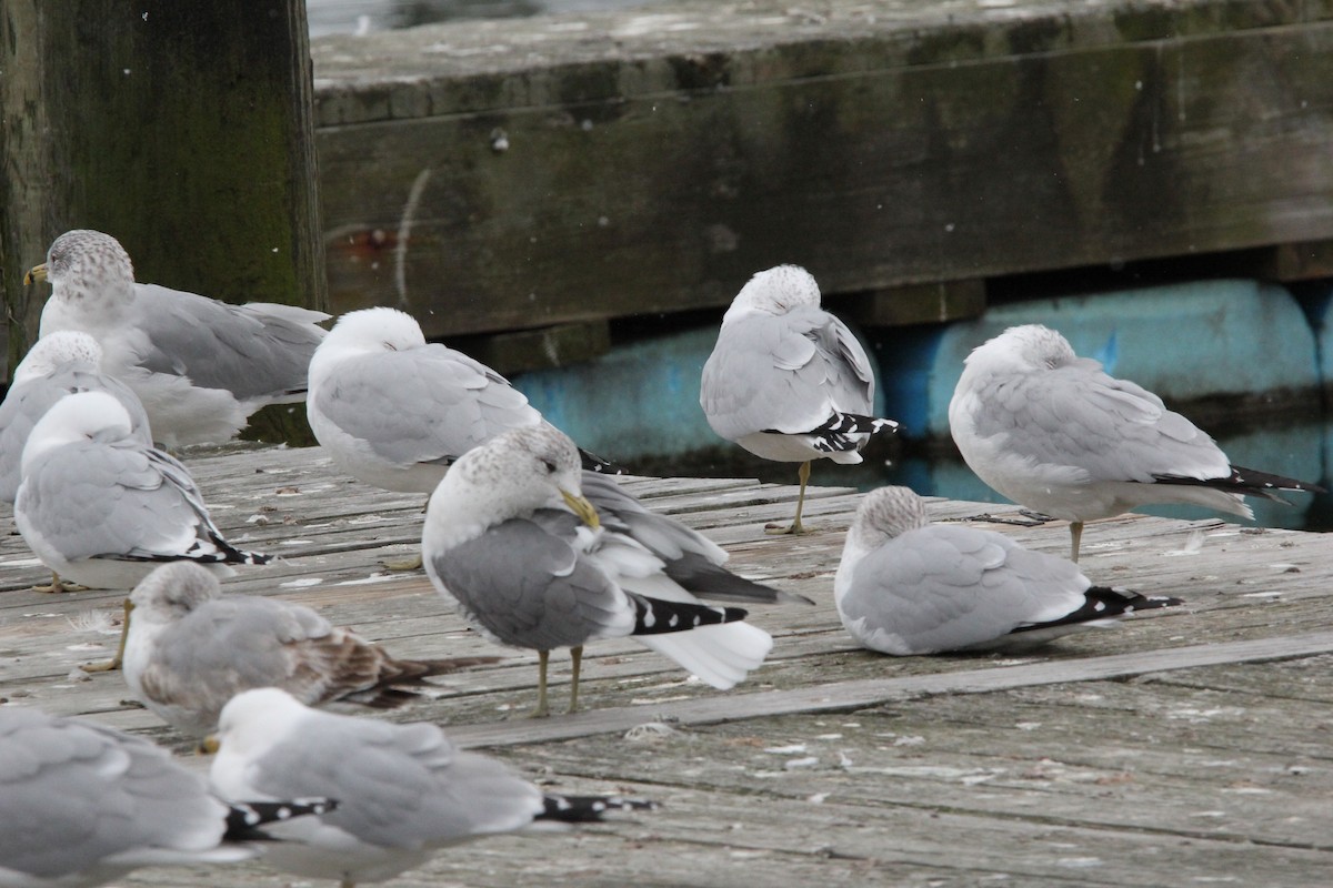 Common Gull (Kamchatka) - ML620606760